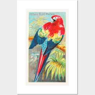 Macaw Posters and Art